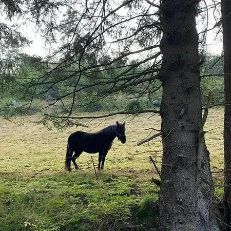 Bei Mit Garten * Willingen (Upland)